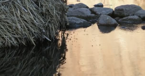 Sillhuete av insekter, myggor eller små spindlar som går över vatten vid gyllene timmen. Klippor och torr vegetation i bakgrunden. Naturliga strukturer. — Stockvideo