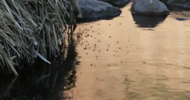 虫、蚊や小さなクモの黄金の時間に水の上を歩くのシルエット。背景に岩や乾燥植生。天然素材. — ストック動画