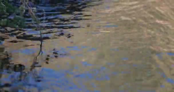 Sluiten van sillhuete van muggen lopen over water op gouden uur. Natuurlijke texturen. Verontreinigde vijver — Stockvideo