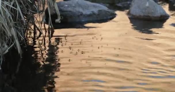 Sluiten van sillhuete van insecten, muggen of kleine spinnen lopen over het water op gouden uur. Rotsen en droge vegetatie op de achtergrond. Natuurlijke texturen. — Stockvideo