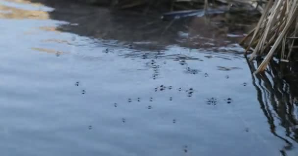 蚊のグループを歩くと水の上を移動します。リップル。汚染された池 — ストック動画