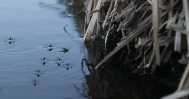 Крупный план группы комаров, идущих и движущихся по воде. Рябь и детали натяжения воды над поверхностью. Загрязненный пруд — стоковое видео