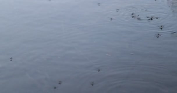 Gros plan du groupe de moustiques marchant et se déplaçant au-dessus de l'eau. Ondulations et détail de la tension de l'eau sur la surface. Étang contaminé — Video