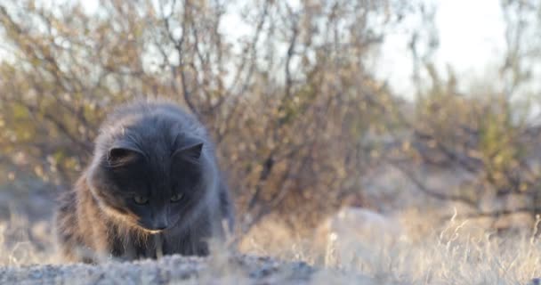 Gri kedi avına ve güneş batarken doğal arka planda oynamaya yakın, altın saat — Stok video