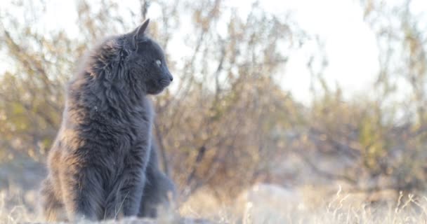 Κοντινό πλάνο του γκρι κυνήγι γάτας και άλμα στο φυσικό υπόβαθρο στο ηλιοβασίλεμα, χρυσή ώρα — Αρχείο Βίντεο