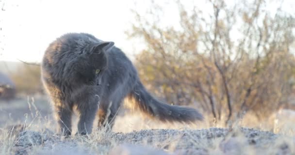 Zbliżenie uroczego szarego kota oglądającego swoją zdobycz, polującego na naturalnym tle o zachodzie słońca, złota godzina. — Wideo stockowe