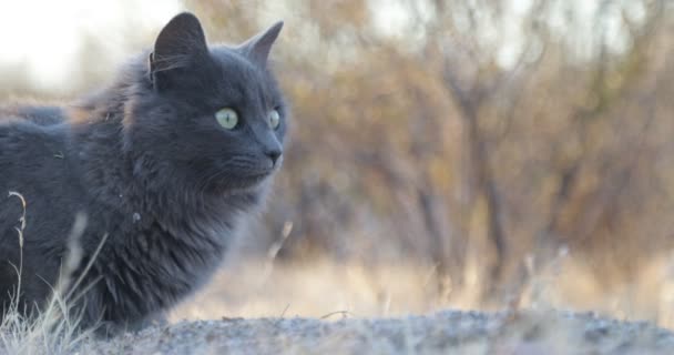 Közelről nézi a szürke macska fejét a távolban. Nem fókuszált háttérrel. Szép jelenet az arany órában, naplemente. — Stock videók