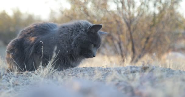 Zbliżenie słodkiego szarego kota oglądającego bardzo skoncentrowanego na swojej zdobyczy i polowaniu, skaczącego z łapami w kierunku zdobyczy naturalnego tła o zachodzie słońca, złotej godziny — Wideo stockowe