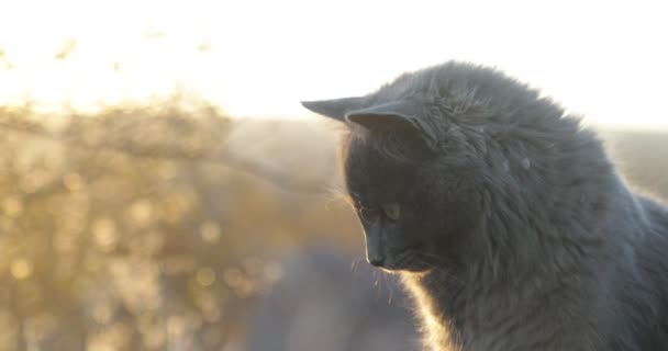 Nahaufnahme des Gesichts der niedlichen grauen Katze zur goldenen Stunde vor natürlichem Hintergrund bei Sonnenuntergang. Orangefarbenes Licht über Katzenhaaren und gelbes Volumenlicht, das die Szene betritt — Stockvideo