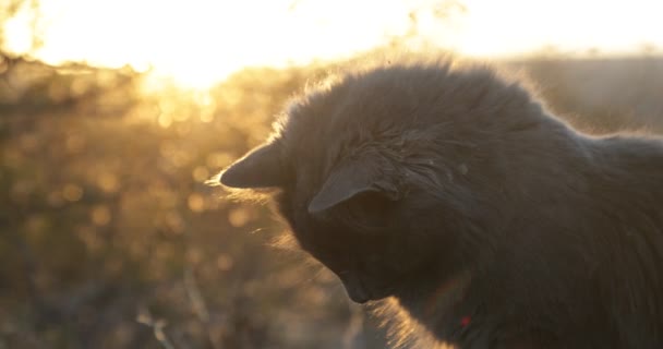 Primo piano del viso del simpatico gatto grigio all'ora d'oro sullo sfondo naturale al tramonto. Luce arancione sui peli dei gatti e luce gialla del volume che entra in scena — Video Stock