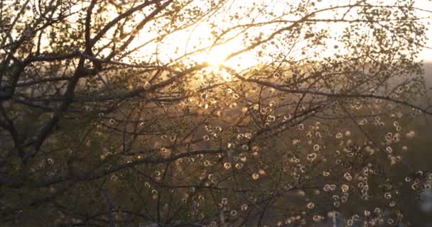 Gouden uur, zonsondergang tussen struiken. Brunches, bladeren en witte kleine vruchten silluetes. Oranje scene. Argentijnse inheemse vegetatie. Larrea cuneifolia — Stockvideo