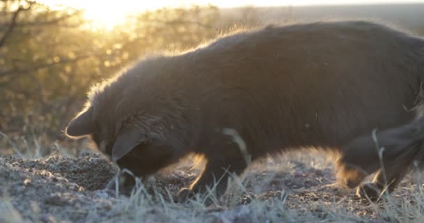 Leuke grijze kat op gouden uur jagen en traying te grijpen bidden met zijn poten in natuurlijke achtergrond bij zonsondergang. Oranje licht over katten haar, en geel volume licht in de scène — Stockvideo