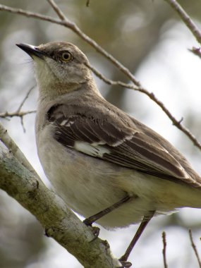Dalı üzerinde Kuzey alaycı kuş kadar kabarık