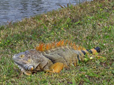 Erkek Yeşil Iguana turuncu renkler ıslahı