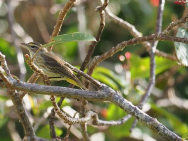 Göçmen Palm Warber ağaç dalı