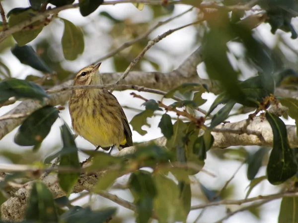 Palma migratoria Warbler sul ramo dell'albero — Foto Stock