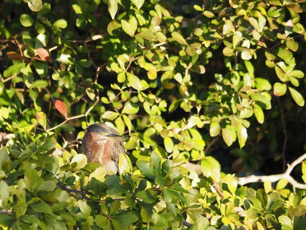 Groene reiger in gebladerte hoofd draaide in profiel opgeblazen — Stockfoto