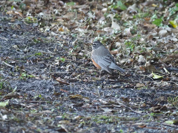 Profil bild av flyttande amerikanska Robin på marken i Florida — Stockfoto