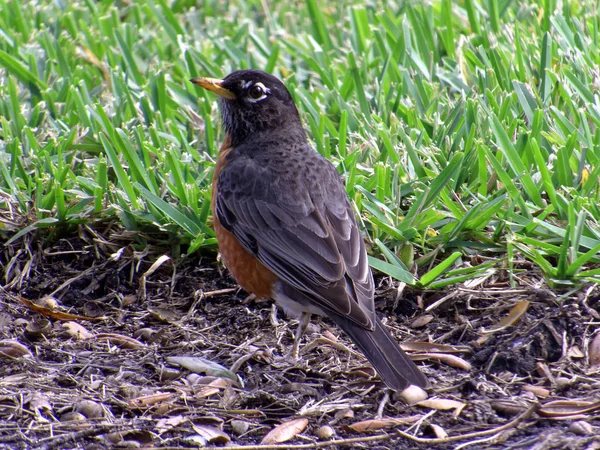 American Robin from Back Head Turned in Profile