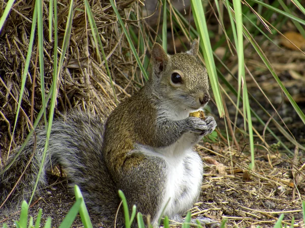 Squirrel Holding Acorn — Stock Photo, Image