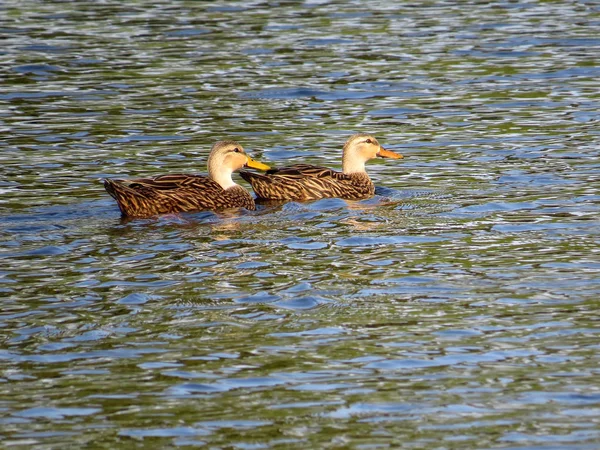 Par de Patos Mottled em Florida Lake — Fotografia de Stock