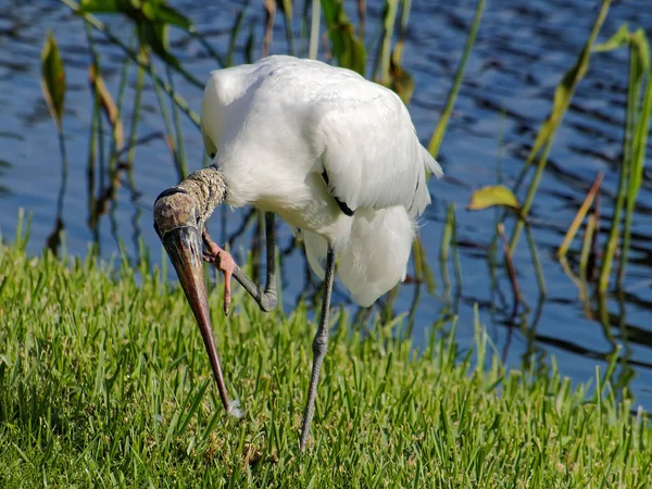 Woodstork Scratching Neck with Claw