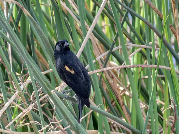 Pájaro negro de alas rojas macho en cañas verdes —  Fotos de Stock