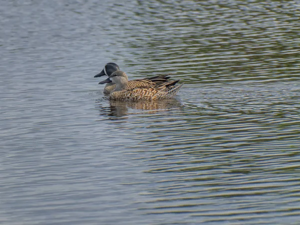 Pato macho hembra azul con alas en el agua — Foto de Stock