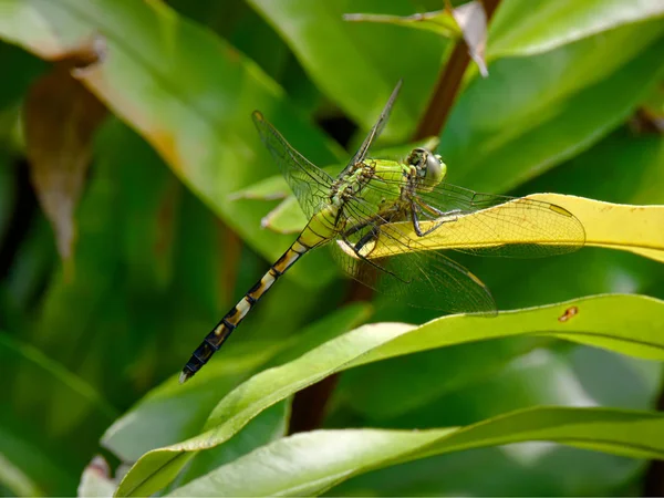 Östliche Habicht-Libelle getarnt auf grünem Gewächs — Stockfoto