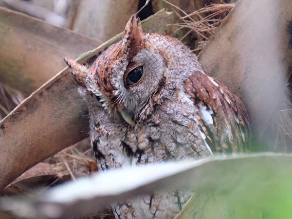 Sleepy Eastern Screech Owl Camouflaged in Tree — Stock Photo, Image