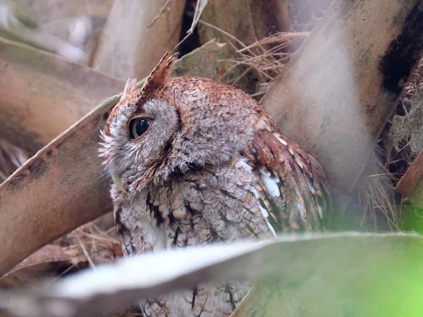 Perfil View Eastern Screech Owl Camuflado em Árvore Fotografia De Stock
