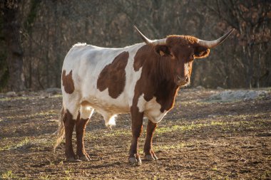 Tarlada uzun boynuzları olan bu güzel kahverengi ve beyaz öküzle tanıştığımda çok erkendi.