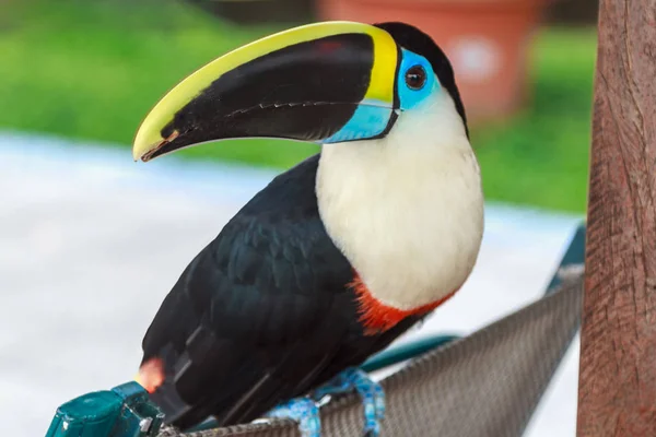 Equador Tucano Reserva Vida Selvagem Selva — Fotografia de Stock