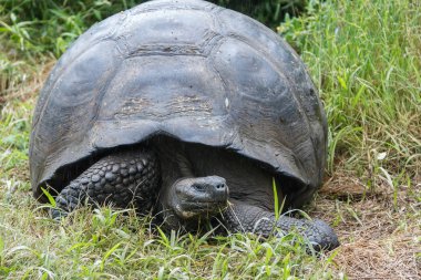 Büyük Galapagos otçul kaplumbağa..