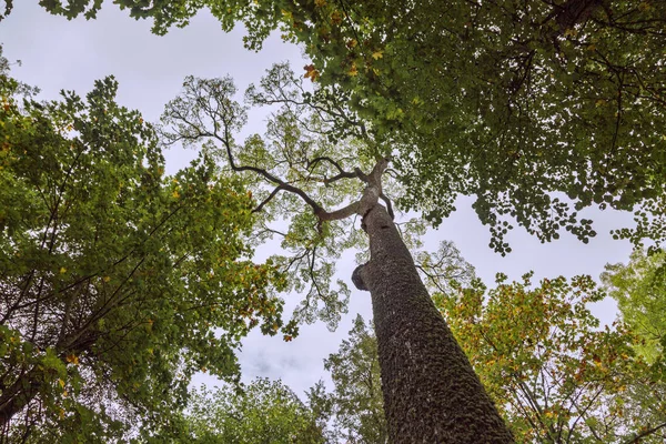 Rusya Puşkin Köyü Dağları Manor Petrovsky Park — Stok fotoğraf