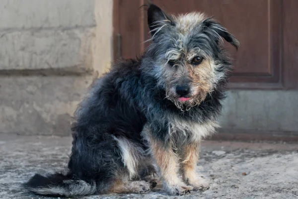 İnsanlar neden köpek arkadaşlarını atar??
