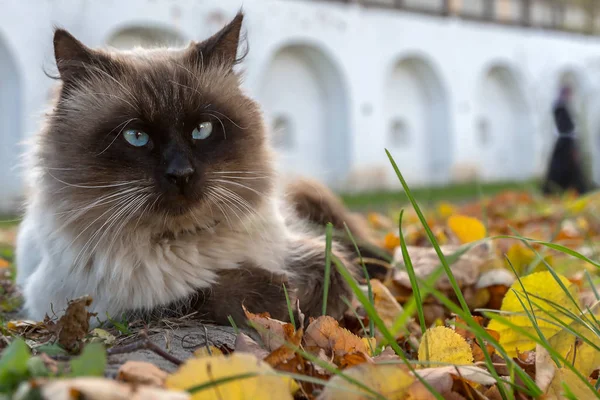Bir manastırda yaşayan ve kendini onun efendisi olarak gören bir kedi.