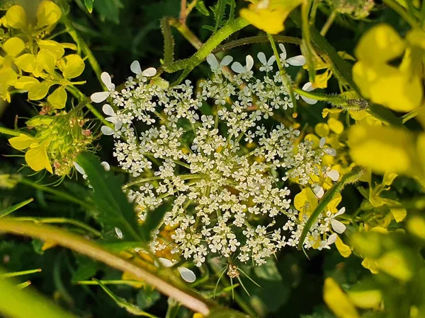 Genus Sambucus Elders Wild Flowers — Stock Photo, Image