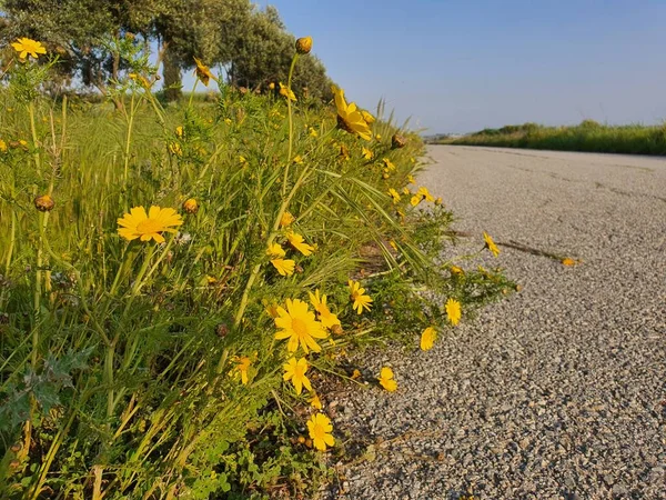 Sokaktaki papatyalar