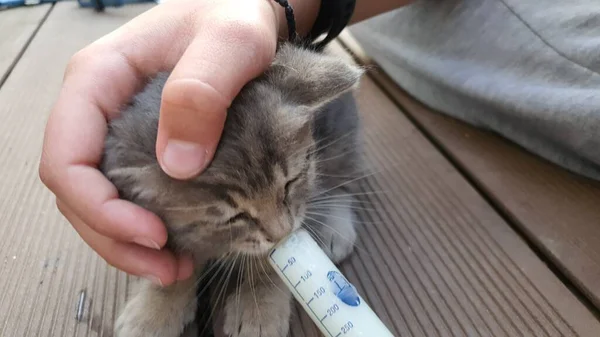 Kedi yavrusunu şırıngayla beslemek