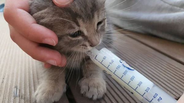 Nutrire Gattino Con Una Siringa — Foto Stock