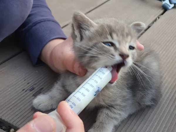 Kedi yavrusunu şırıngayla beslemek