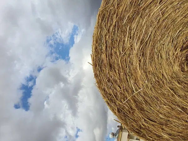 Tarlada hasat edilen arpa topu