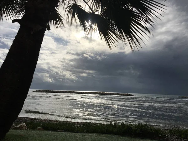 Palmiers Sur Plage Village Oroklini Chypre Île — Photo