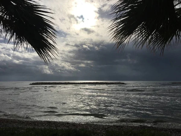 Kıbrıs adasındaki Oroklini köyünde palmiye ağaçları