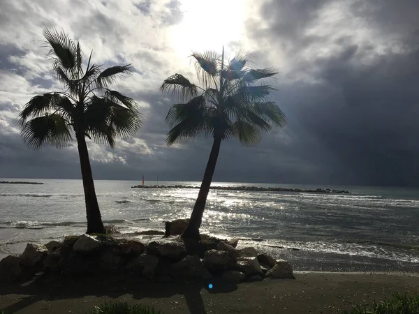 塞浦路斯岛Oroklini村海滩上的棕榈树 — 图库照片