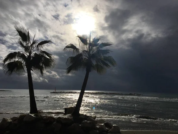 塞浦路斯岛Oroklini村海滩上的棕榈树 — 图库照片