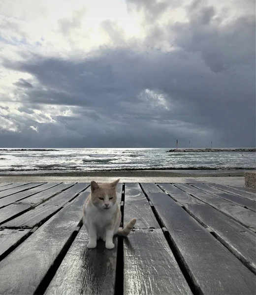 라르나카의 해변에 고양이 — 스톡 사진