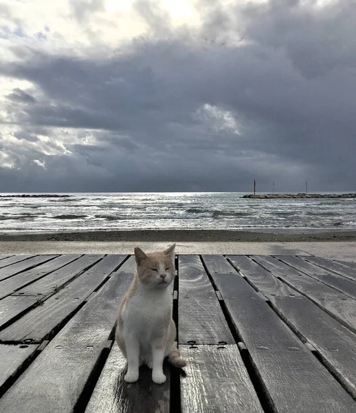 Gatto Sul Marciapiede Della Spiaggia Oroklini Larnaca — Foto Stock