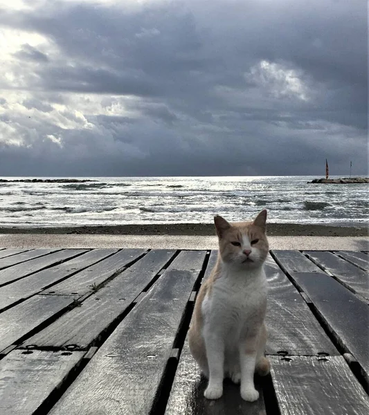 Gatto Sul Marciapiede Della Spiaggia Oroklini Larnaca — Foto Stock